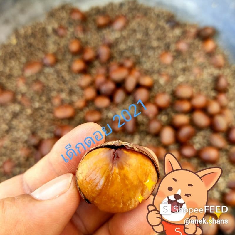 🔥👍🏼🌰4.kg.รวมกล่อง/เกาลัด🌰👍🏼🔥คั่วสดๆ🔥หอม🌲หวาน🔥มัน🌲