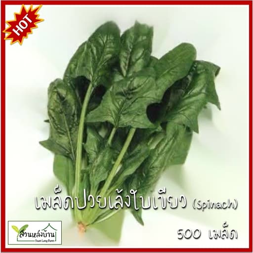 500 เมล็ด ปวยเล้ง (Spinach)  เมล็ดปวยเล้ง เมล็ดปวยเล้งใบเขียว ปวยเล้งใบเขียว