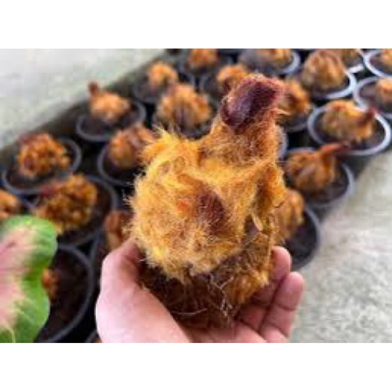 🐥ว่านลูกไก่ทอง🐥1หัวโปรโมชั่นพิเศษสุดมีจำกัด