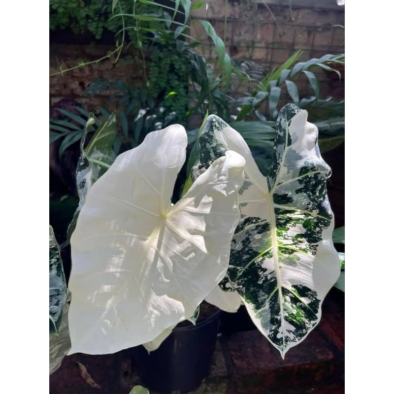 Alocasia Frydek Variegatedด่างขาว จำหน่ายแบบไข่เพาะชำส่งชำในถ้วยอบอย่างดีคัดเกรด