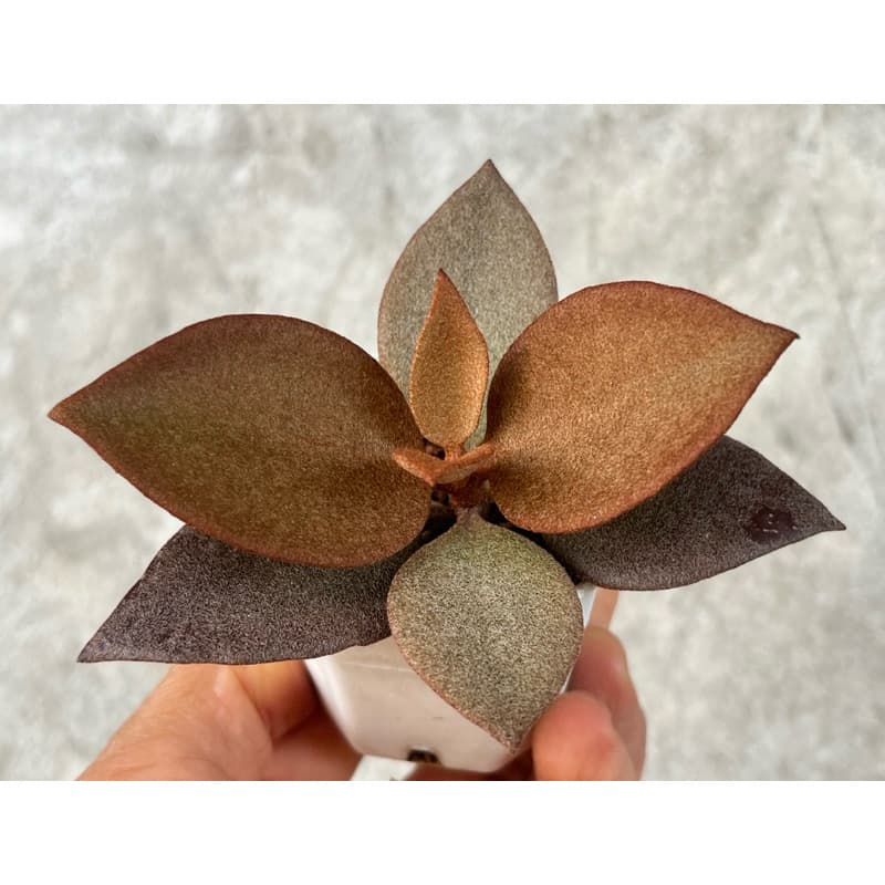 K𝙖𝙡𝙖𝙣𝙘𝙝𝙤𝙚 𝙘𝙤𝙥𝙥𝙚𝙧 𝙨𝙥𝙤𝙤𝙣𝙨 (ต้นช้อนทอง) กุหลาบหิน ไม้อวบน้ำ ขนาด 2 นิ้ว