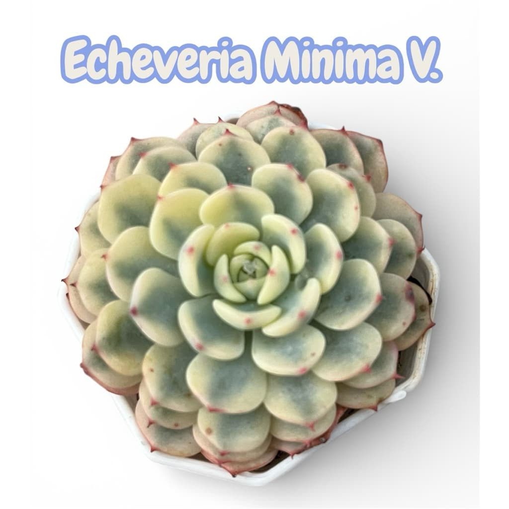 Echeveria Minima Variegated กุหลาบหิน ไม้อวบน้ำ ขนาด 2 นิ้ว